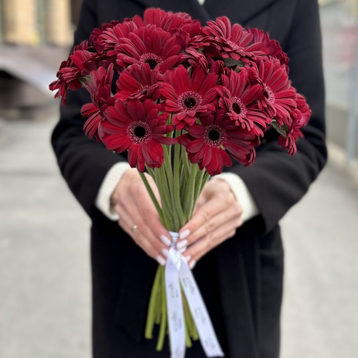 Бордовая гербера