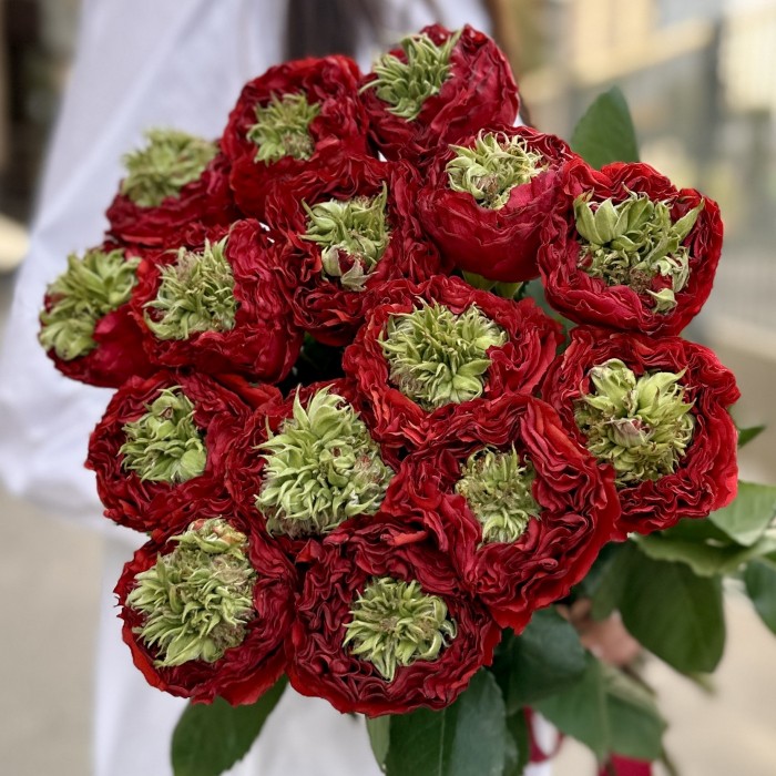 Красная роза Ред Монстер 50 см