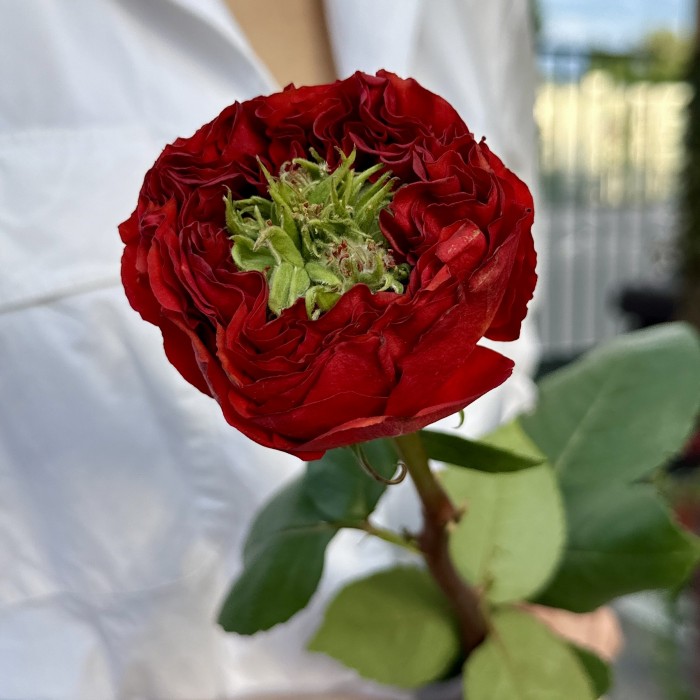 Красная роза Ред Монстер 50 см