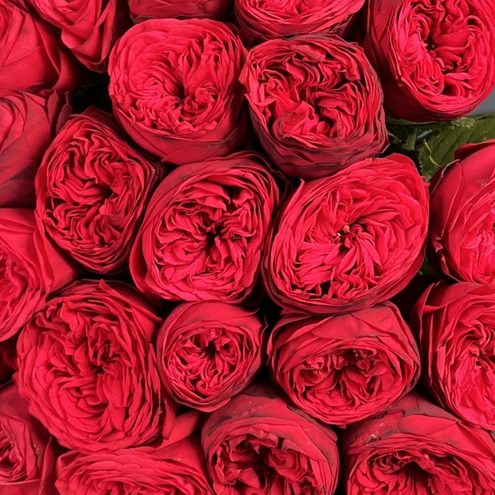 Красные пионовидные розы Ред Пиано  50 см