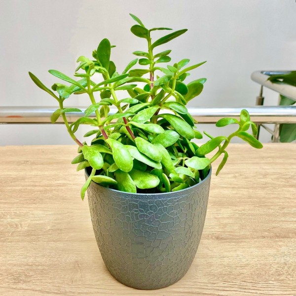 Крассула Овата