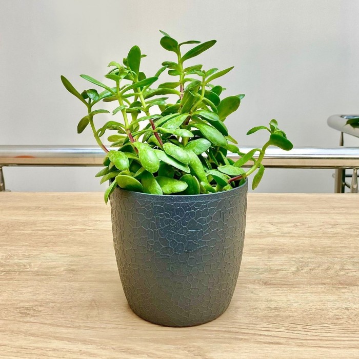 Прекрасные и полезные: вся правда о комнатных растениях