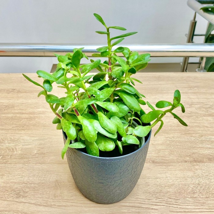 Крассула Овата