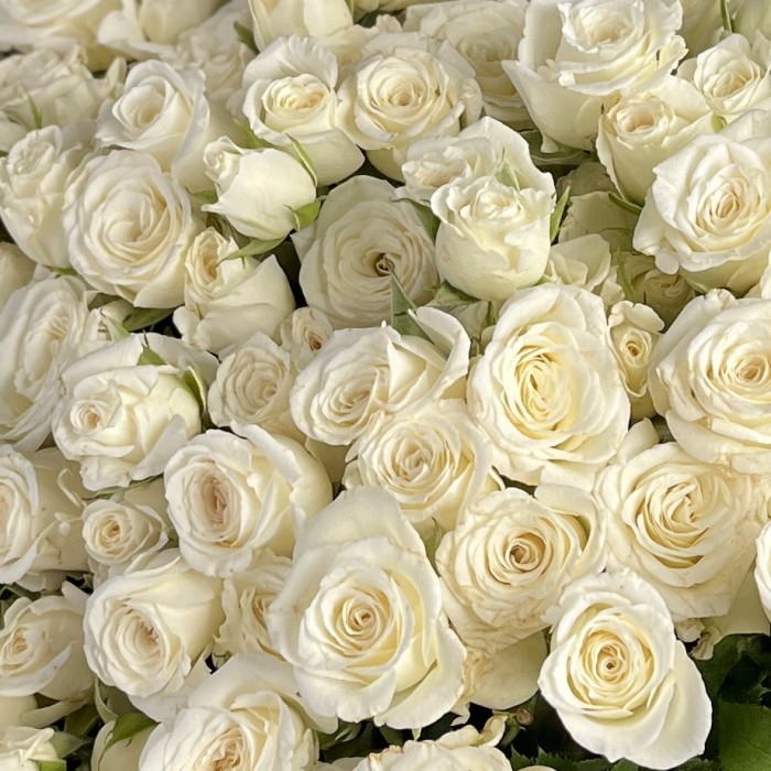Кустовая белая роза Сноуфлейк 60 см