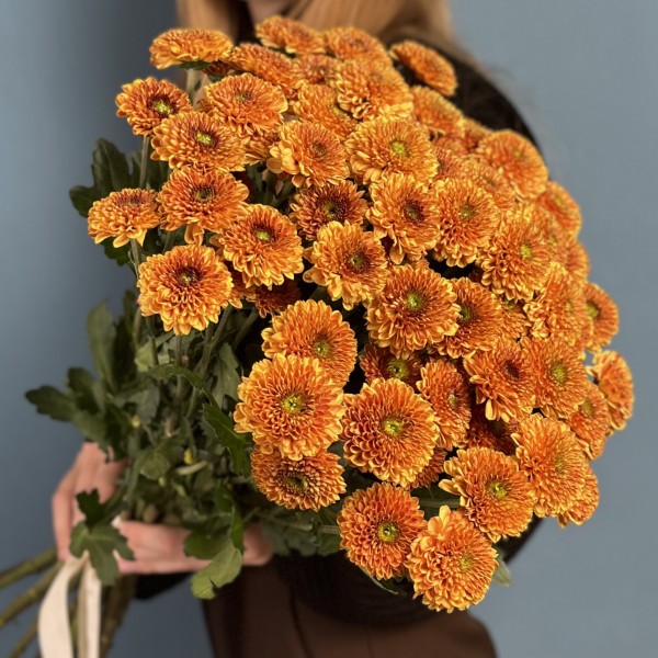 Кустовая хризантема Дориа Оранж