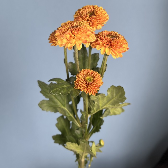 Кустовая хризантема Дориа Оранж