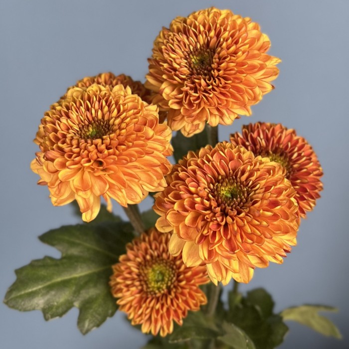 Кустовая хризантема Дориа Оранж