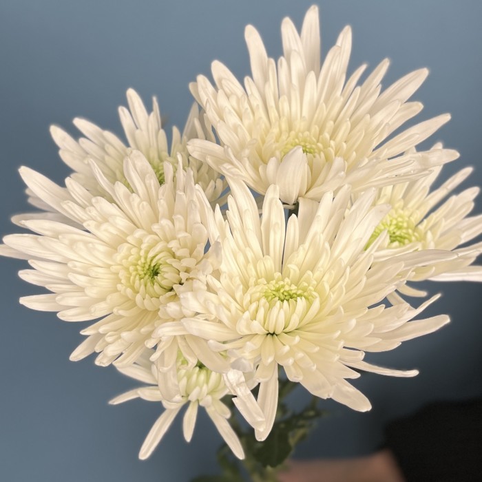 Кустовая игольчатая хризантема Делиан (Delianne)