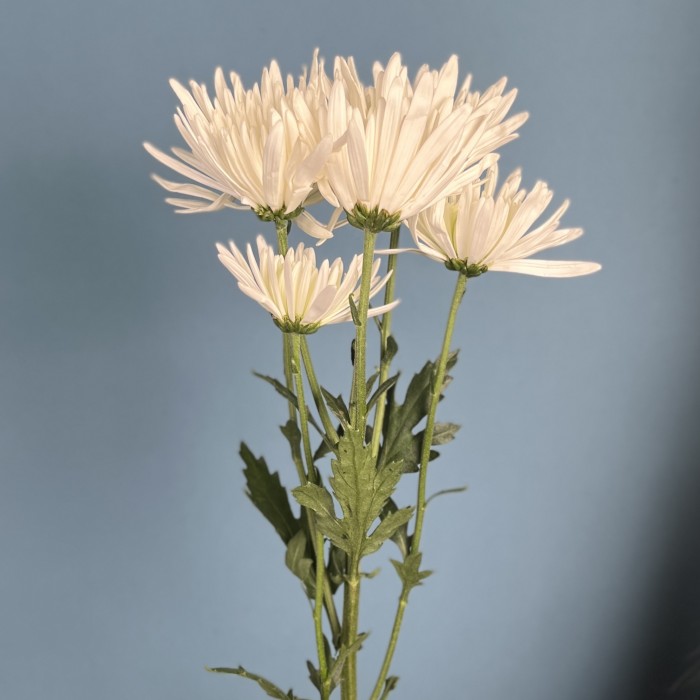 Кустовая игольчатая хризантема Делиан (Delianne)