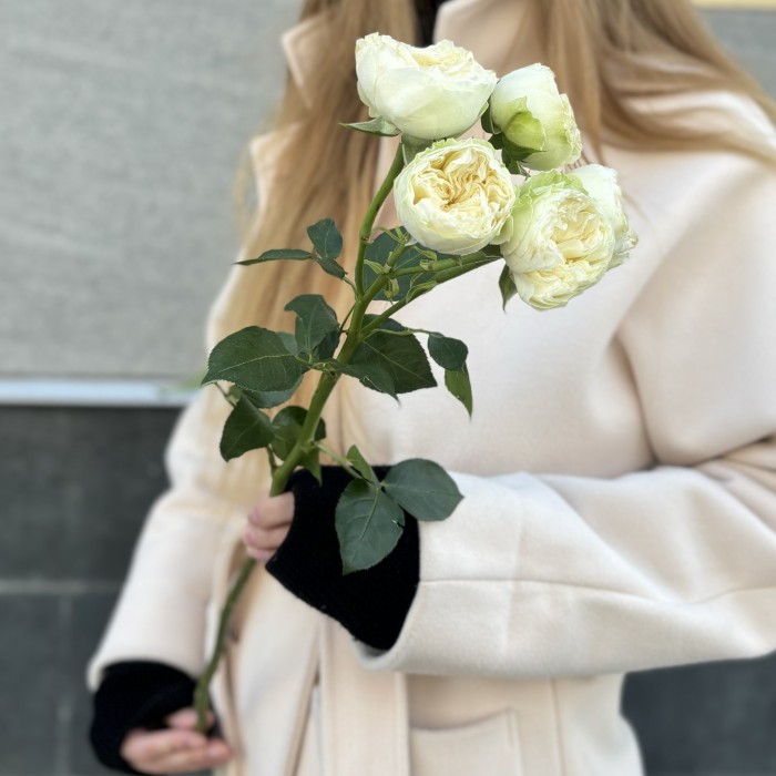 Кустовая пионовидная белая роза Лавли Херпер