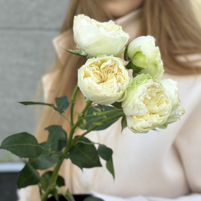 Кустовая пионовидная белая роза Лавли Херпер