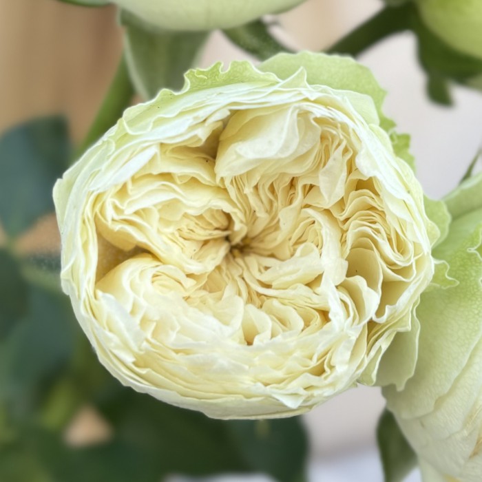 Кустовая пионовидная белая роза Лавли Херпер