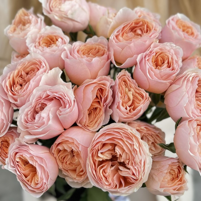 Кустовая пионовидная коралловая роза Кейджерс коралл