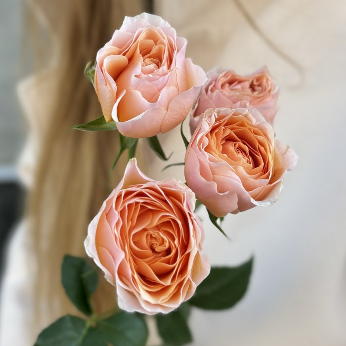 Кустовая пионовидная коралловая роза Кейджерс коралл