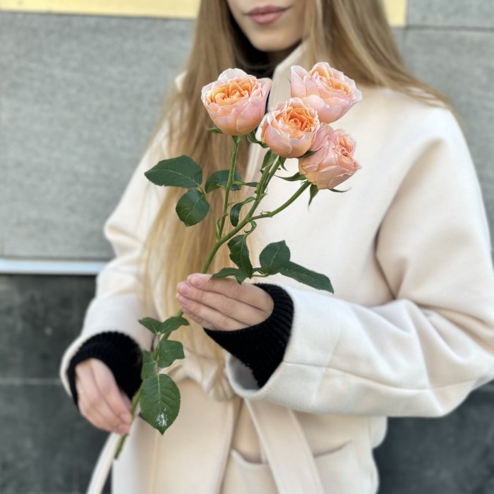 Кустовая пионовидная коралловая роза Кейджерс коралл