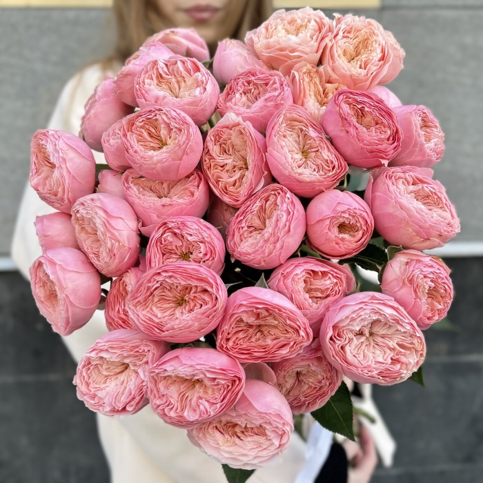 Кустовая пионовидная розовая роза Херпер