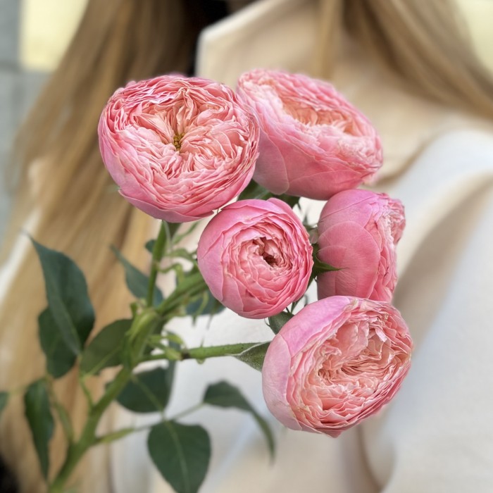 Кустовая пионовидная розовая роза Херпер