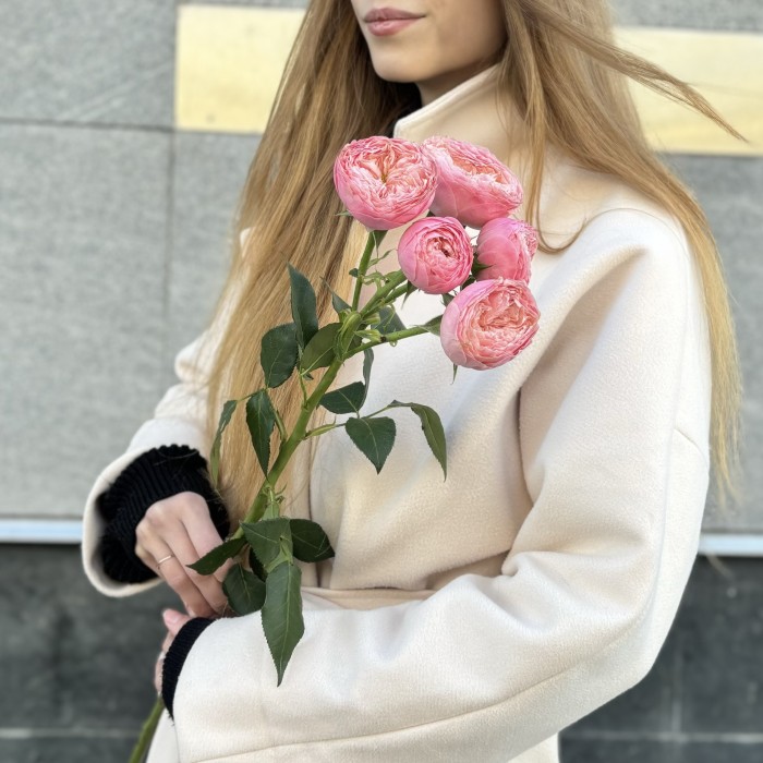 Кустовая пионовидная розовая роза Херпер