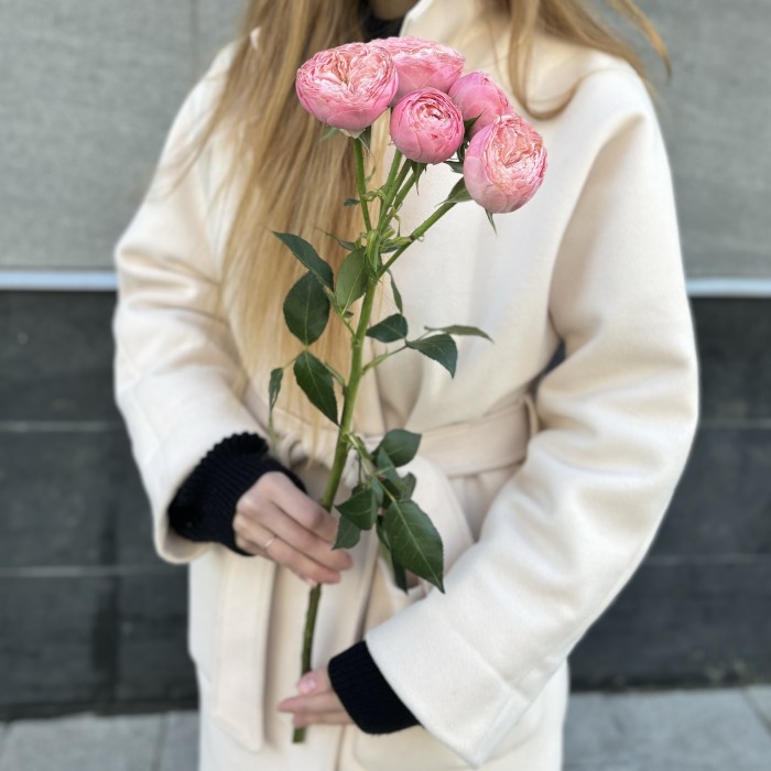 Кустовая пионовидная розовая роза Херпер