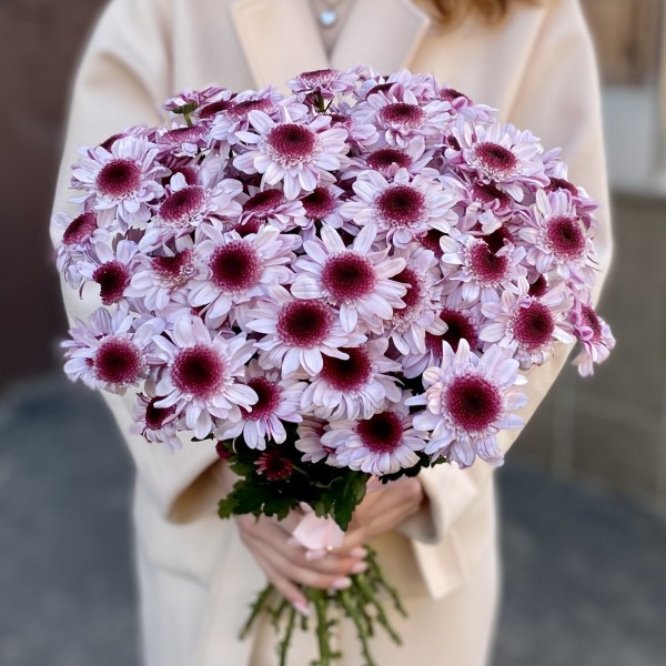 Кустовая хризантема Стреза