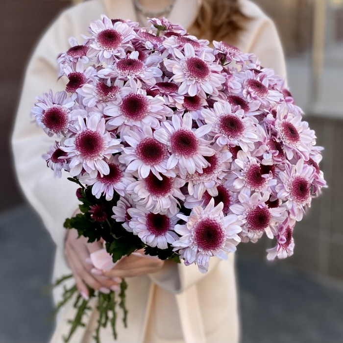 Кустовая хризантема Стреза