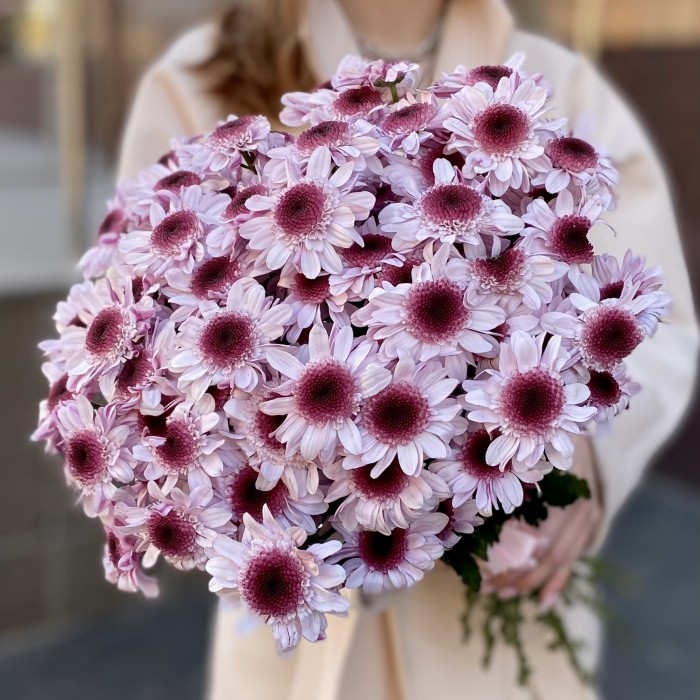 Кустовая хризантема Стреза