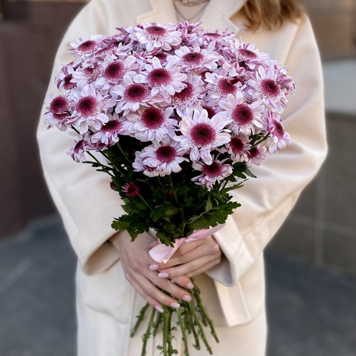 Кустовая хризантема Стреза