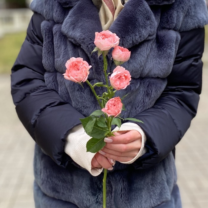 Кустовая пионовидная роза Фемке