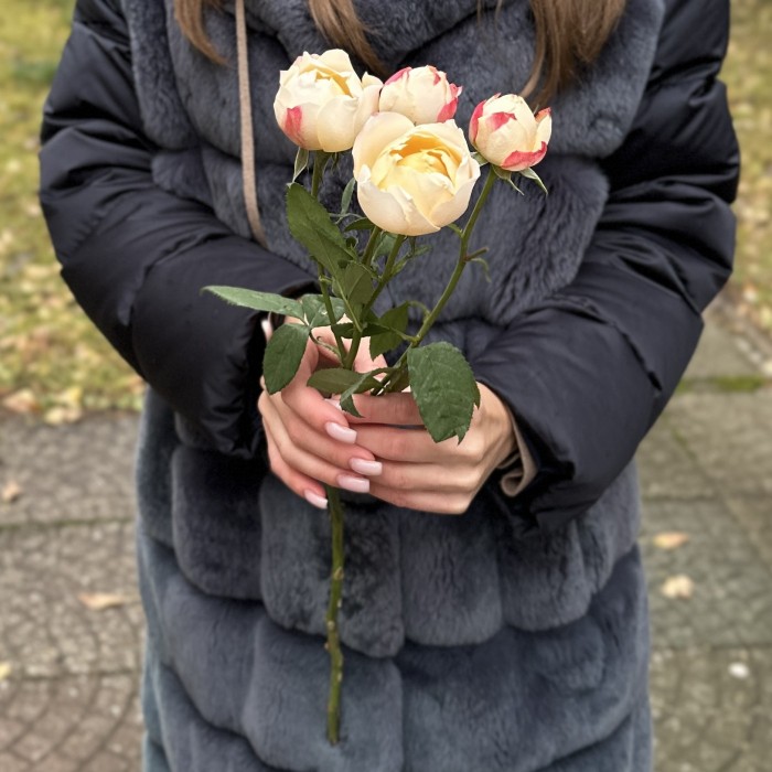 Кустовая пионовидная роза Принцесса Суки