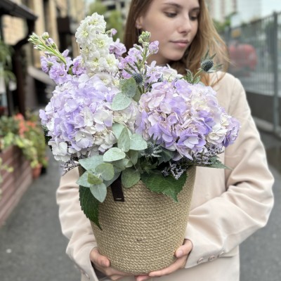 Лавандовая гортензия с маттиолой в кашпо