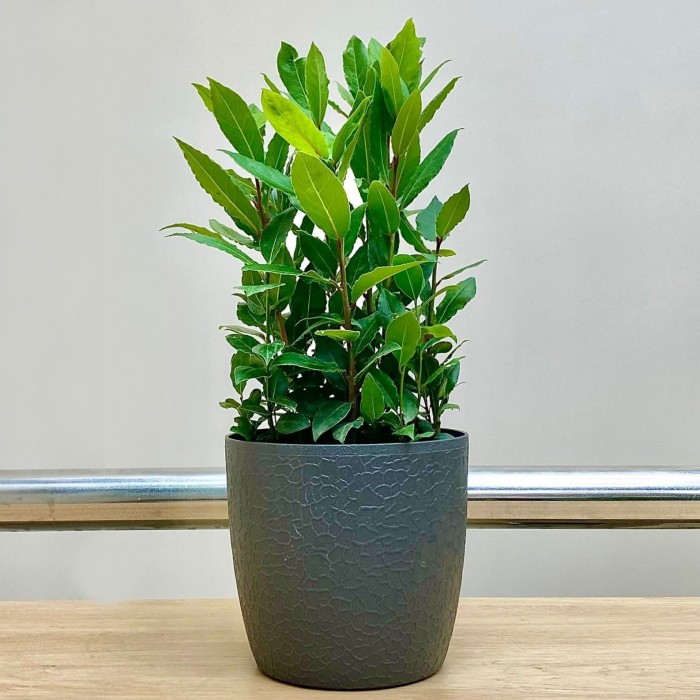 Лавр Нобилис