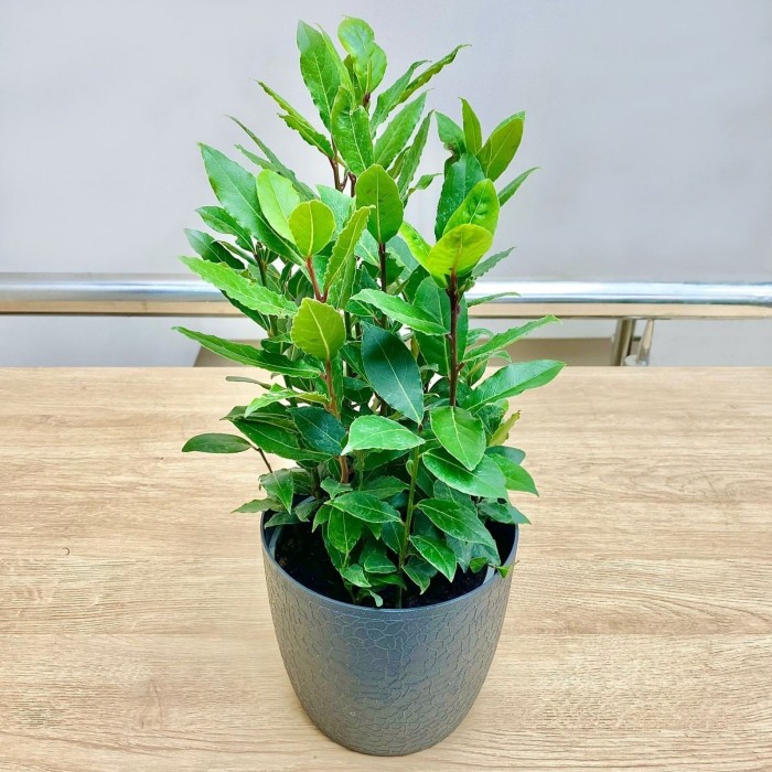 Лавр Нобилис