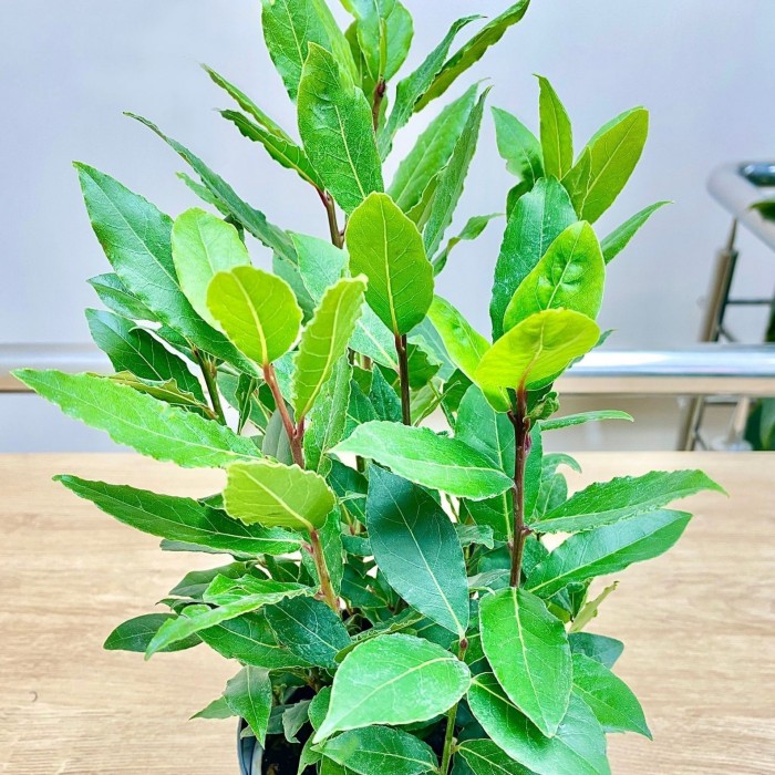 Лавр Нобилис