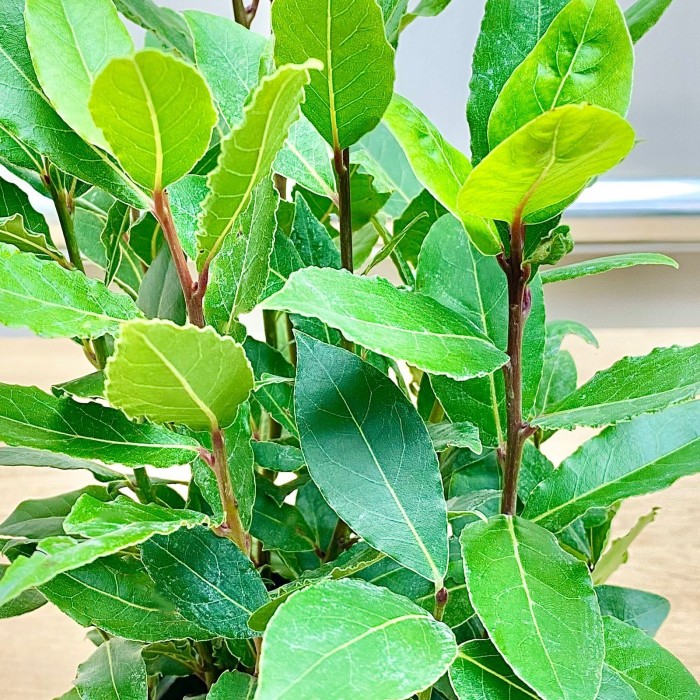 Лавр Нобилис