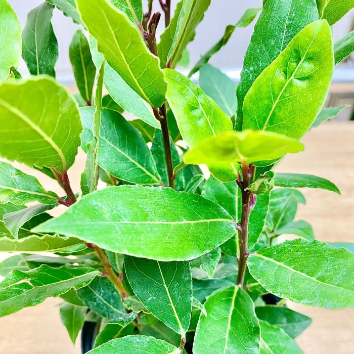 Лавр Нобилис