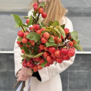 Малус декоративные яблочки