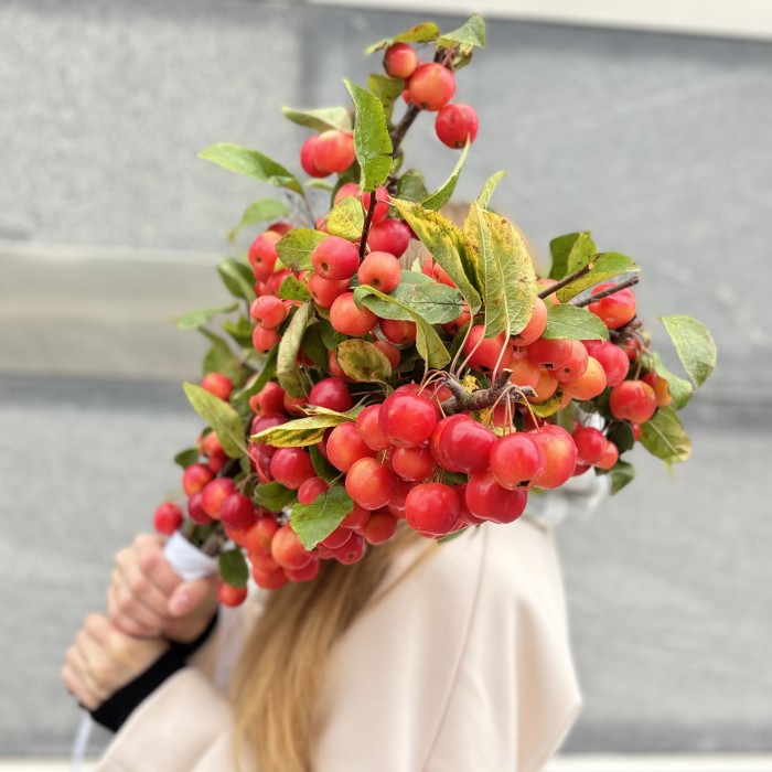 Малус декоративные яблочки