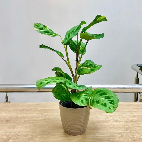 Маранта Бьюти Ким