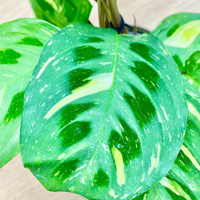 Маранта Бьюти Ким