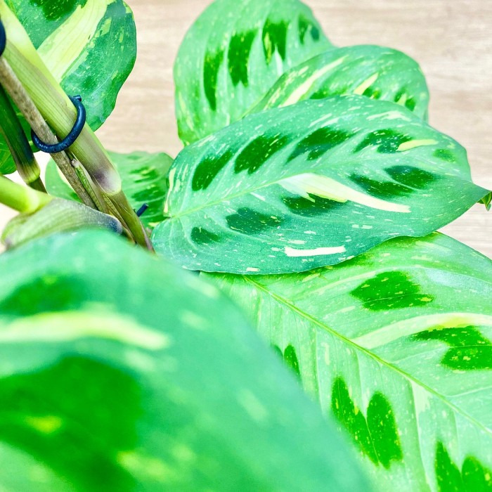 Маранта Бьюти Ким