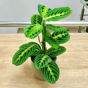 Маранта Мариселла