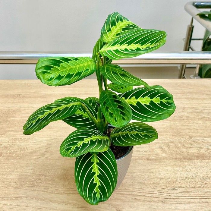 Маранта Мариселла