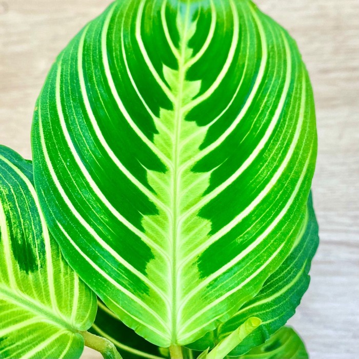 Маранта Мариселла