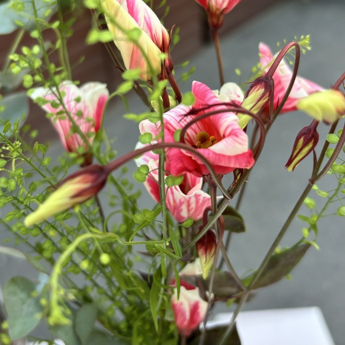 Набор цветов на стол Яркость