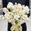 Нарцисс белый кустовой