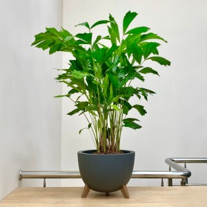 Пальма кариота