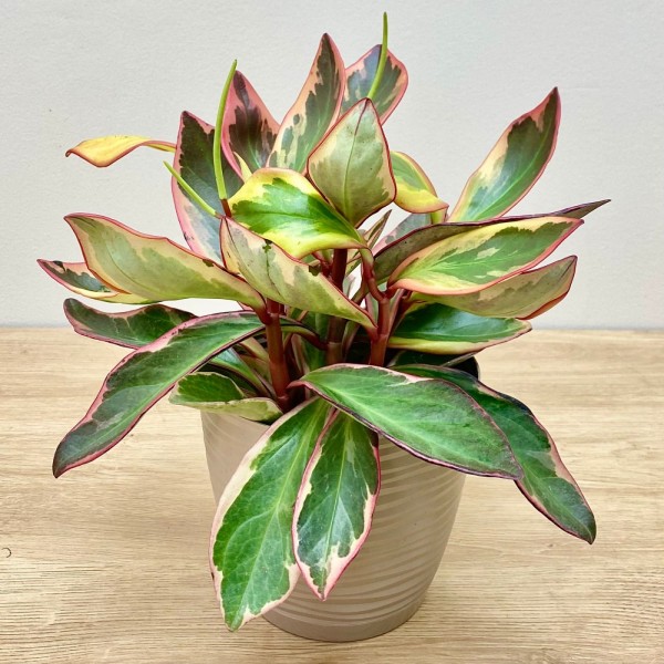 Пеперомия Клузиелистная