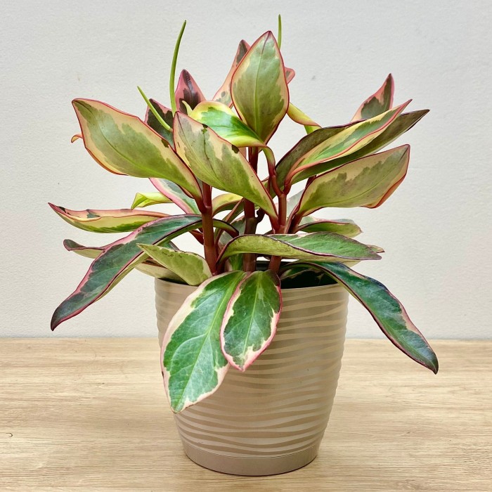 Пеперомия Клузиелистная