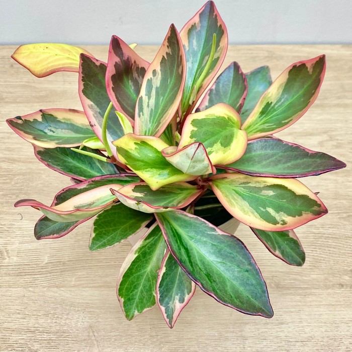 Пеперомия Клузиелистная