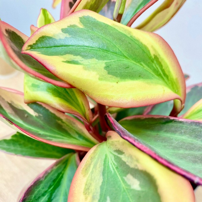 Пеперомия Клузиелистная